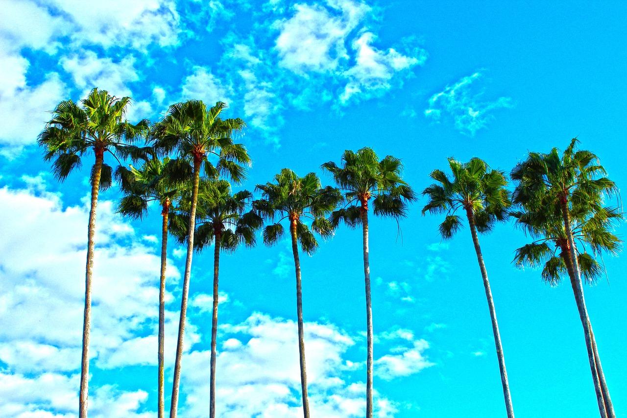 palm-trees-1277243_1280